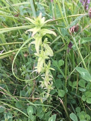 Bellardia viscosa