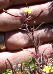 Camissonia pusilla