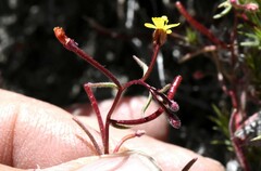 Camissonia pusilla