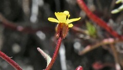Camissonia pusilla