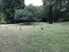 Alopochen aegyptiaca