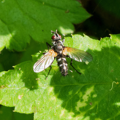 Phyllomya volvulus