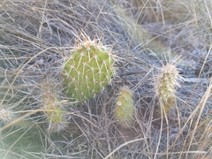 Opuntia polyacantha polyacantha