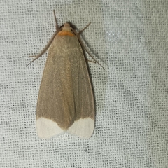 Sidyma albifinis