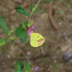 Pyrisitia portoricensis
