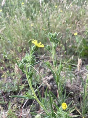 Madia citriodora