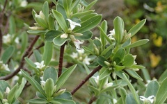 Daphne alpina