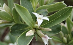 Daphne alpina