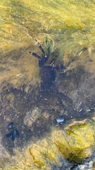 Pachygrapsus marmoratus