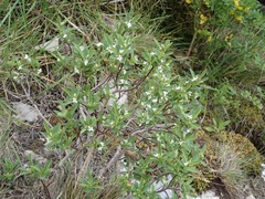 Daphne alpina