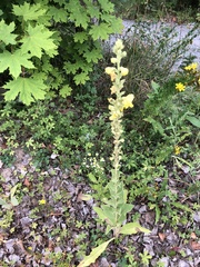 Verbascum phlomoides