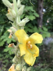 Verbascum phlomoides