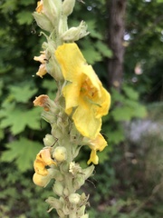 Verbascum phlomoides