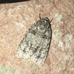 Acronicta increta