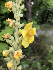 Verbascum phlomoides