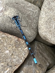 Enallagma cyathigerum