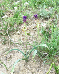 Muscari caucasicum