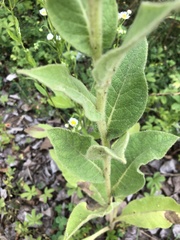 Verbascum phlomoides