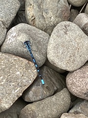 Enallagma cyathigerum