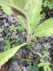 Verbascum phlomoides