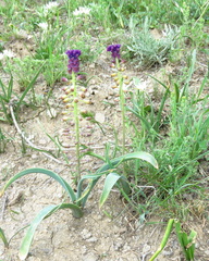 Muscari caucasicum