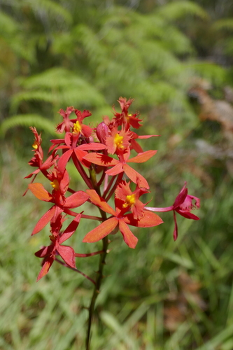 Epidendrum radicans image