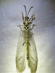 Euptilon ornatum