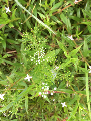 Oenantheae