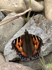 Aglais urticae
