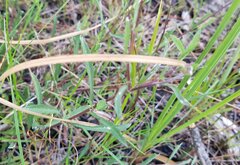 Melanthera angustifolia image