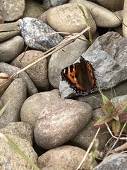 Aglais urticae