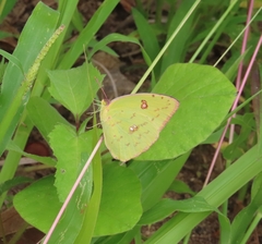 Phoebis sennae sennae