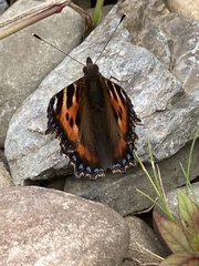 Aglais urticae