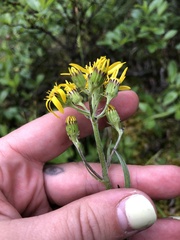 Senecio lugens