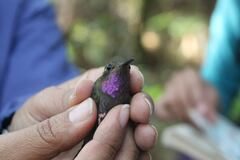 Lampornis amethystinus