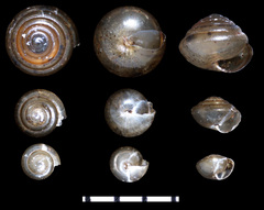 Euconulus trochulus