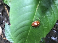 Ellipticus dorbignyi