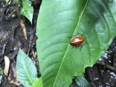 Ellipticus dorbignyi