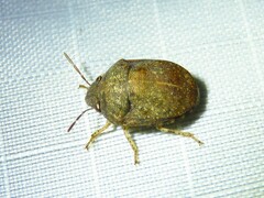 Sphyrocoris obliquus