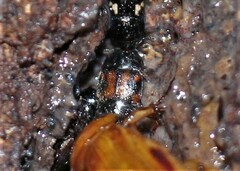 Colopterus maculatus