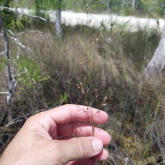 Panicum virgatum cubense