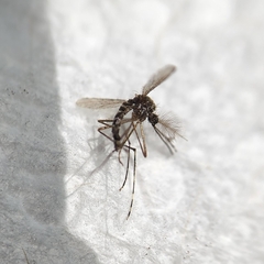 Aedes sierrensis