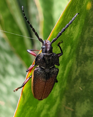 Solenoptera