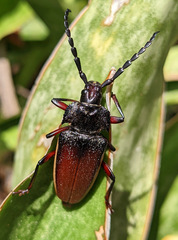 Solenoptera