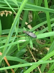 Coremacera marginata