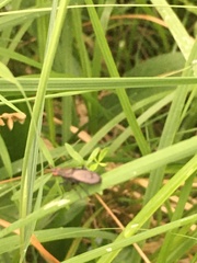 Coremacera marginata