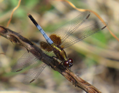 Erythrodiplax justiniana