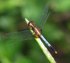 Erythrodiplax justiniana