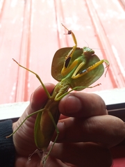 Choeradodis rhombicollis