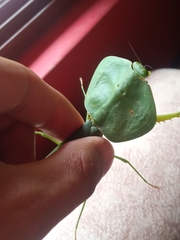 Choeradodis rhombicollis